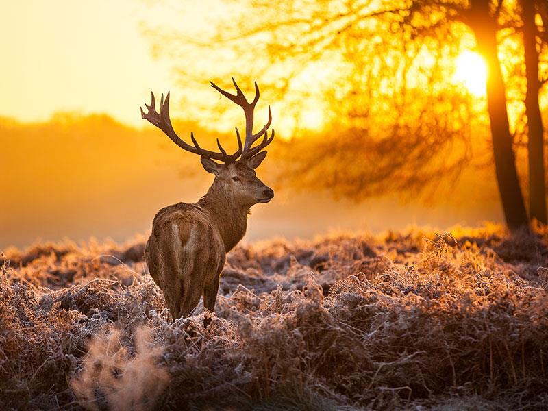 Red deer
