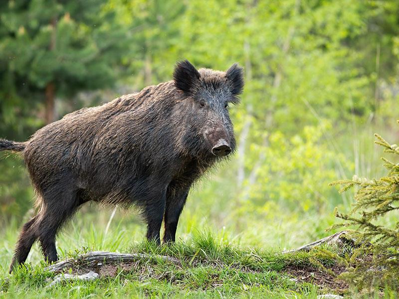 Wild boar